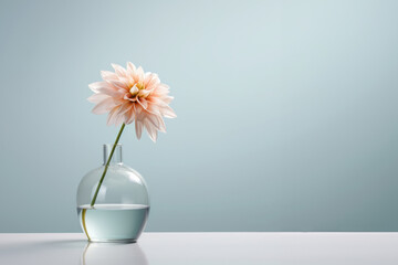 Tender Pink Dahlia Lady Lapita, gorgeous in an elegant glass vase as a still life with light blue background