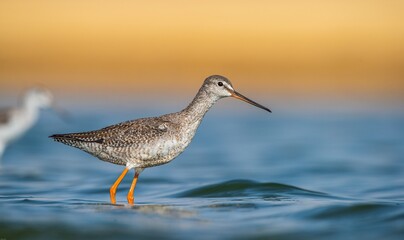 Spotted Redshank (Tringa erythropus) is a bird that lives in wetlands in Asia, Africa, Europe and the Americas. It feeds on aquatic invertebrates.