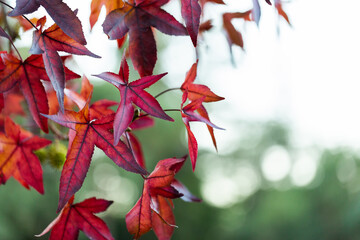 close up of red Sweetgum leaves in autumn with green bokeh copy space