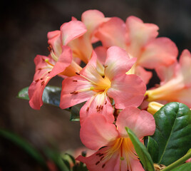 Flowers of a rhododendron zoelleri plant growing in a garden
