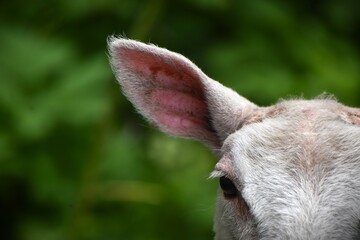 Sheep's ear