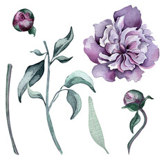Watercolor purple pink peony flower set isolated on white. Gothic floral botanical buds Illustration hand drawn. Gothic Dark Wedding Decoration in vintage style. Element for invitation, backdrop © Ekaterina Lanbina
