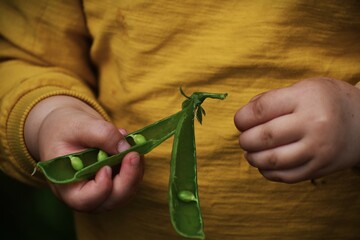 child holding vegetable