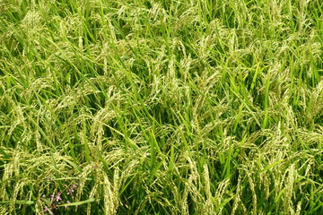 稲が実った秋の水田、秋イメージ