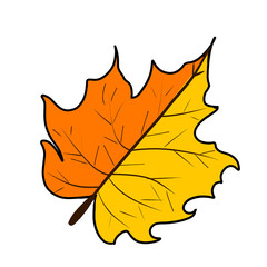 maple leaf on a white background