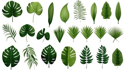 Set of tropical green leaves isolated on white background