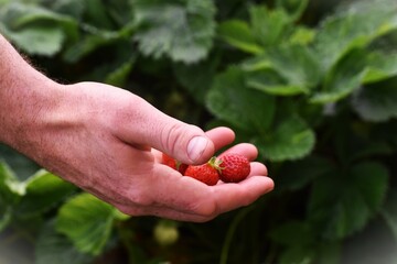 Man holding fruit