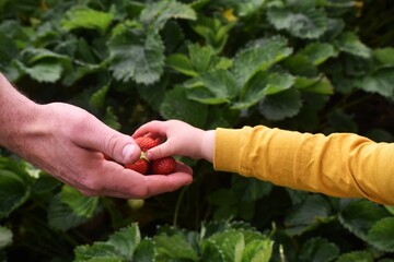Adult and child hands