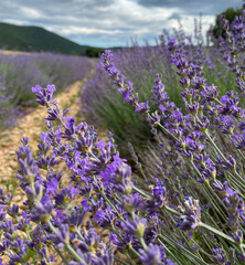 Rangées de lavandes dans le Luberon en Provence en été. On y voit des brins et des fleurs violettes. Utilisé pour produire le miel de lavande 