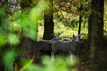 Sheep in the woods