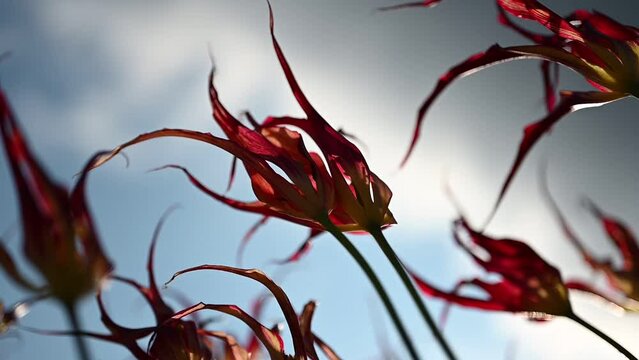 Tulipa acuminata