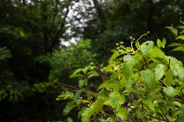 Selective focus on green plants, bokeh background