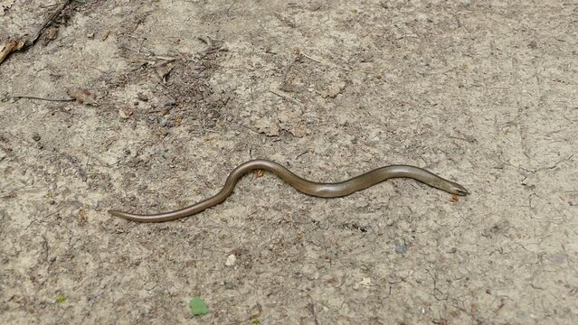 Slow-motion footage of a slowworm gracefully crawling on a forest path. Serene and captivating, this video showcases the tranquil movement of this reptile in its natural woodland habitat