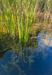 Lake with green plants. Summer.