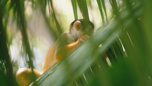 Close-up slow motion shot of squirrel monkeys playing and moving around in the trees in Costa Rica.