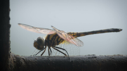 Yellow-tailed Ashy Skimmer or Common Chaser, a medium sized dragonfly, sitting on a metal window rod with the sky in the background