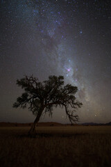 Milky Way rising over tree in Namibia