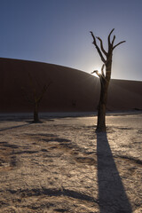 Deadvlei trees in Namibia