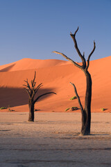 Deadvlei trees in Namibia