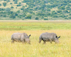 Obraz premium Akagera national park