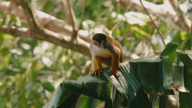 Close-up slow motion shot of squirrel monkeys playing and moving around in the trees in Costa Rica.	
