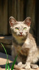 A small colored kitten with green eyes looks up. Kitten on a wooden background, green grass in the foreground. Worth looking straight ahead. Tense. Standing ears.