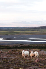 Iceland nature © Barbara
