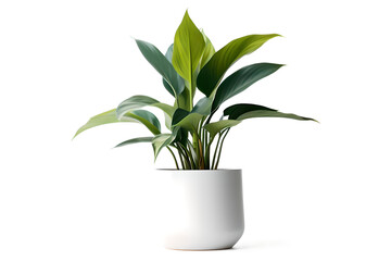 Realistic Plant Potted in Container For use indoors as a house plant and decoration on a transparent background, Generative AI