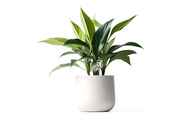 Realistic Plant Potted in Container For use indoors as a house plant and decoration on a transparent background, Generative AI