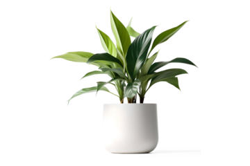 Realistic Plant Potted in Container For use indoors as a house plant and decoration on a transparent background, Generative AI