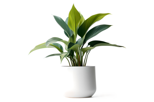 Realistic Plant Potted in Container For use indoors as a house plant and decoration on a transparent background, Generative AI