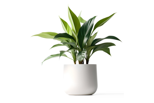 Realistic Plant Potted in Container For use indoors as a house plant and decoration on a transparent background, Generative AI