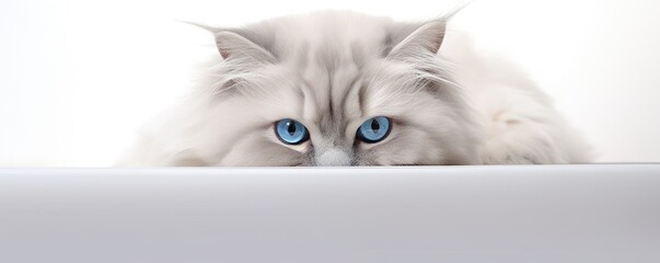 Cute adorable gray persian fluffy cat with blue eyes. White banner with funny curious pet. Design for card or poster with copy space - obrazy, fototapety, plakaty