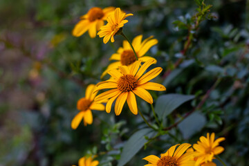 Obraz premium Heliopsis helianthoides on an autumn street in Kharkov
