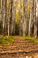 Path in a birch grove in autumn.