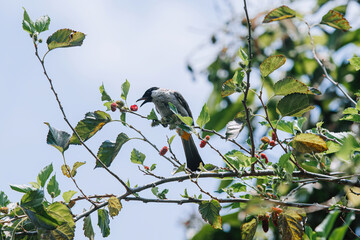 The Sooty-Headed Bulbul bird is a member of the Pycnonotidae family perches on the tree and eats Morus or Mulberry fruit