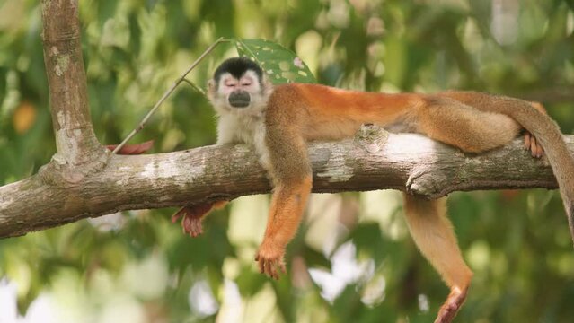 Close-up slow motion shot of squirrel monkeys playing and moving around in the trees in Costa Rica.