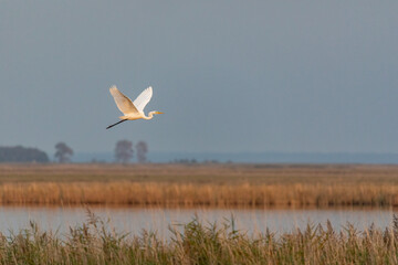 Auffliegender Silberreiher am Bodden vor Zingst.