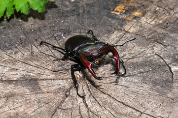 A large black stag beetle sits on a felled tree.