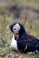 puffin