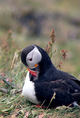 puffin