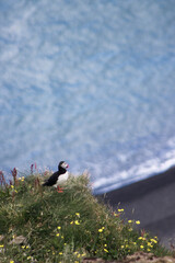 puffin