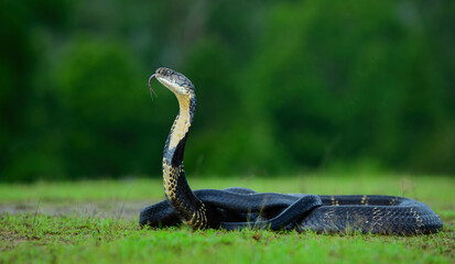 King Cobra most venomous snake of South Asia