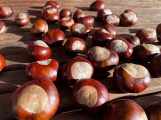 Chestnuts lie in the sunlight