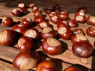 Chestnuts lie in the sunlight