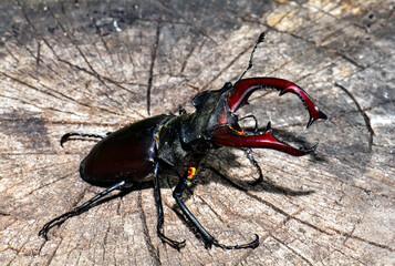 A large black stag beetle sits on a felled tree.