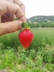 Fragola tenuta tra le dita appena raccolta dal contadino