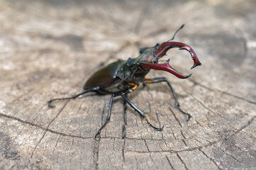 A large black stag beetle sits on a felled tree.