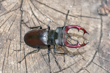 A large black stag beetle sits on a felled tree.