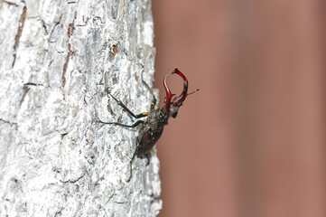 A large black stag beetle sits on a felled tree.